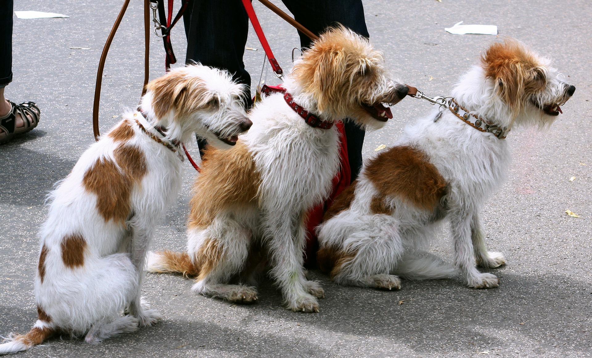 Dog Exercise Equipment: How it Works and When to Use It