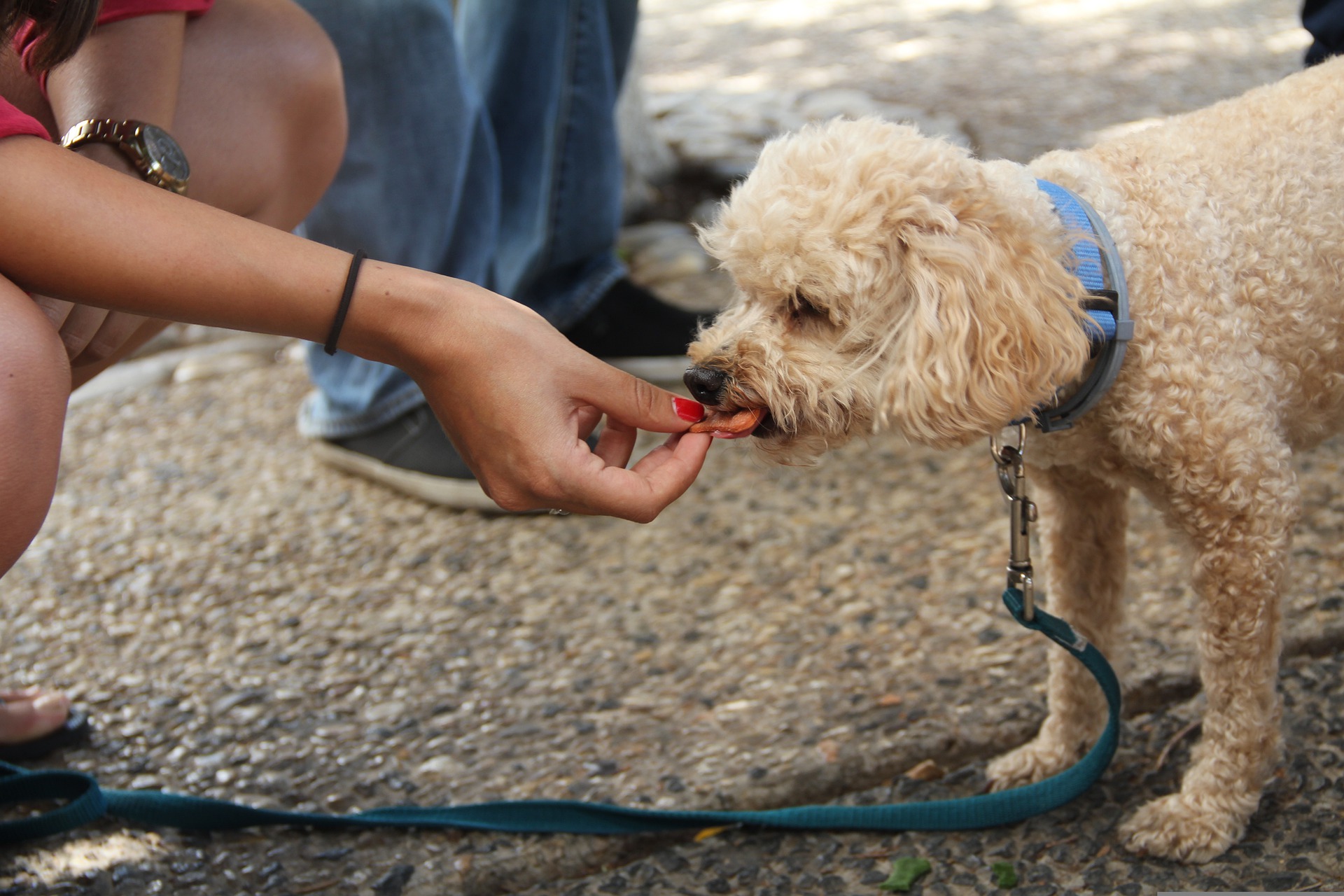dog training and health Sarasota
