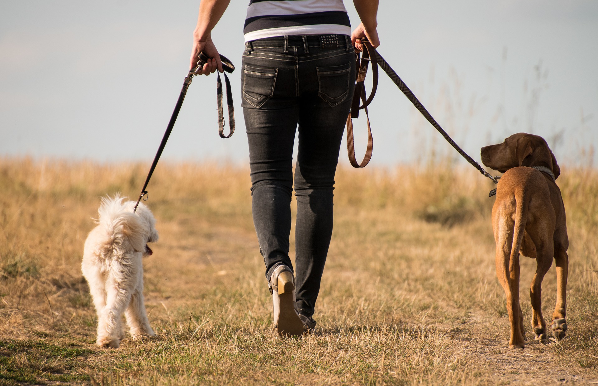 dog training facility near me