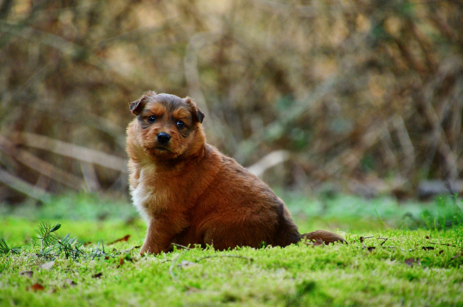 canine health Lakewood Ranch