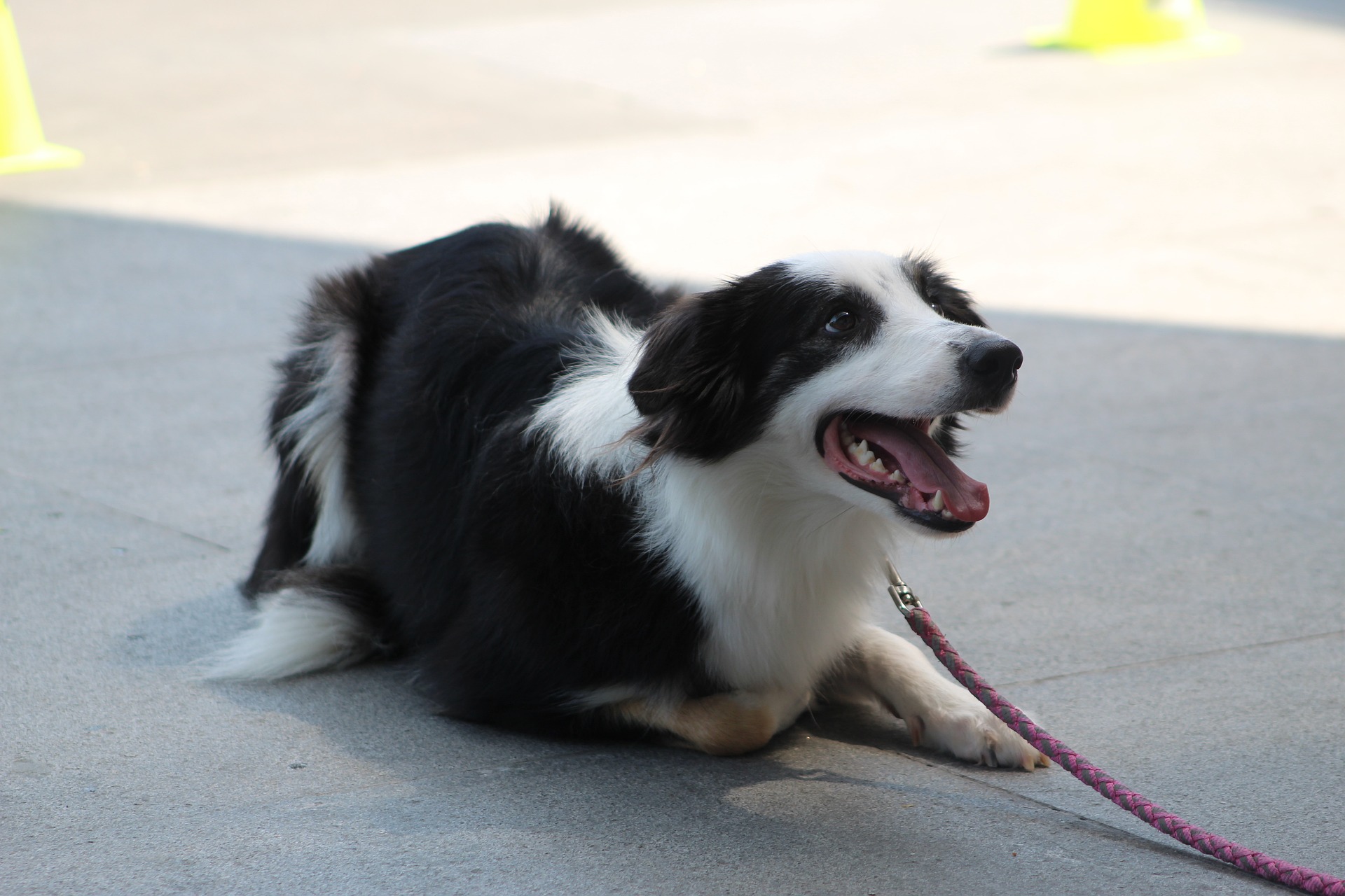 clicker training 