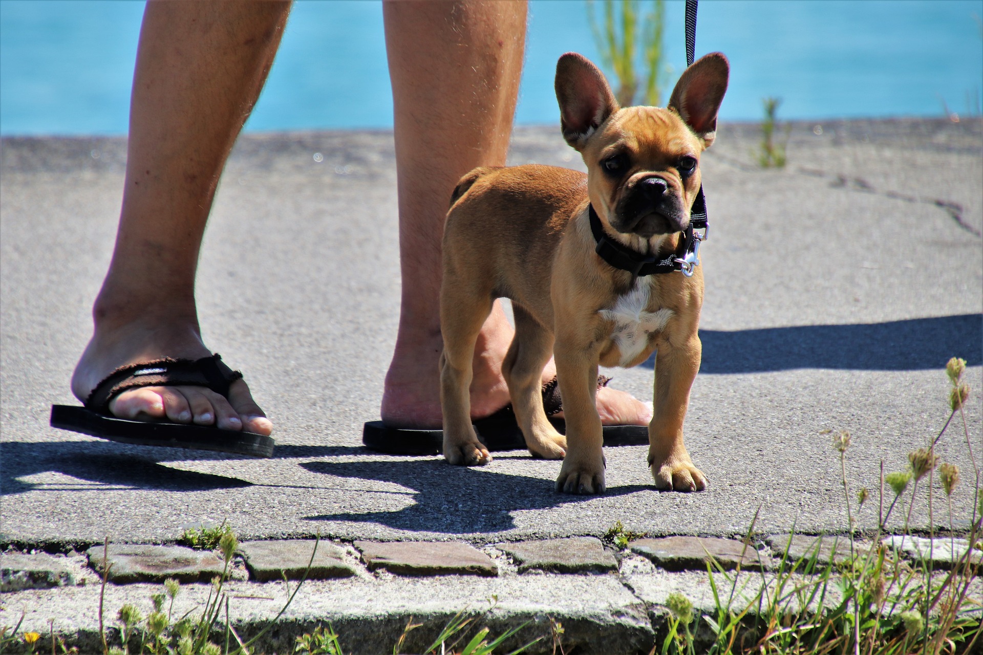 leash training Bradenton