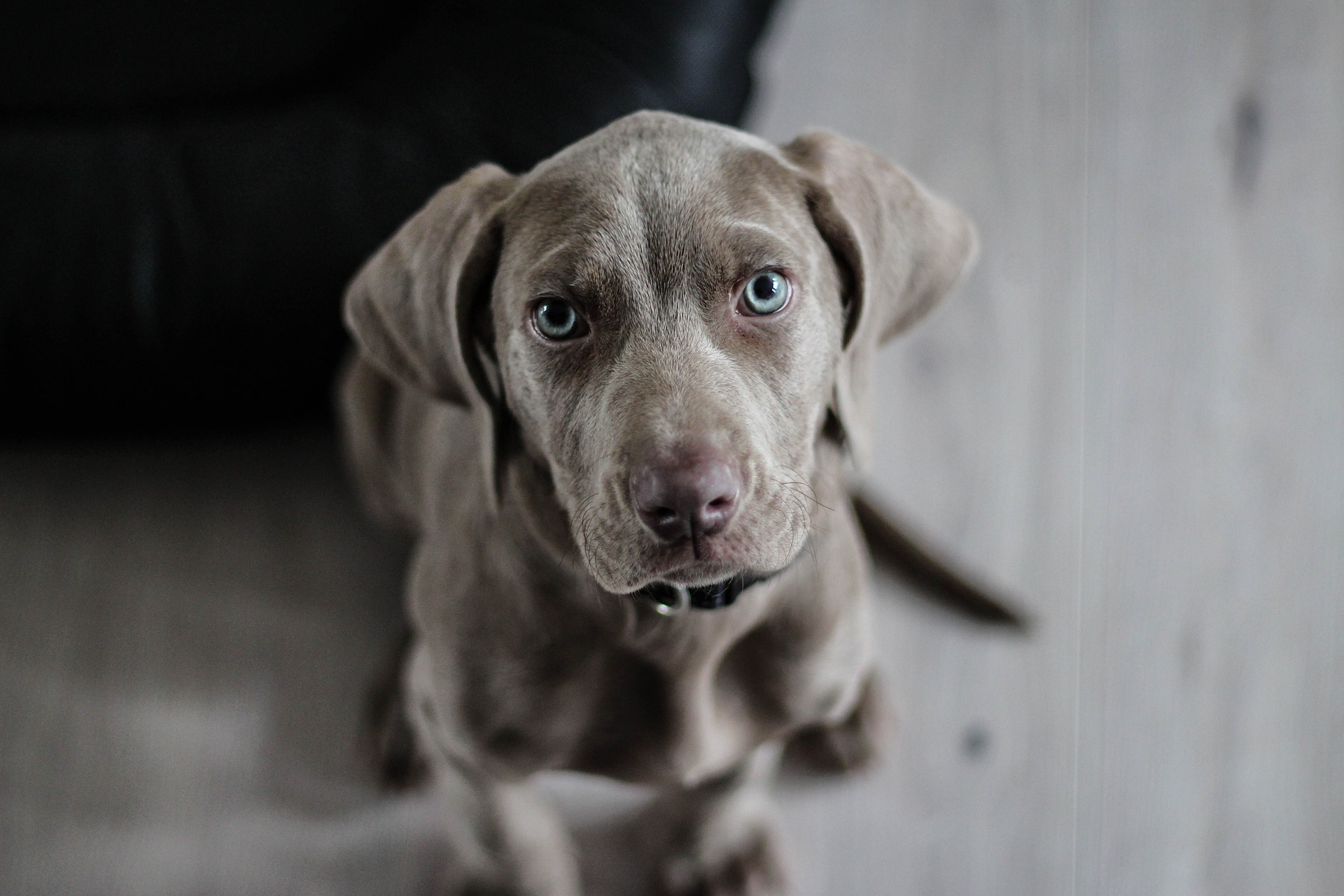 dog training classes Lakewood Ranch