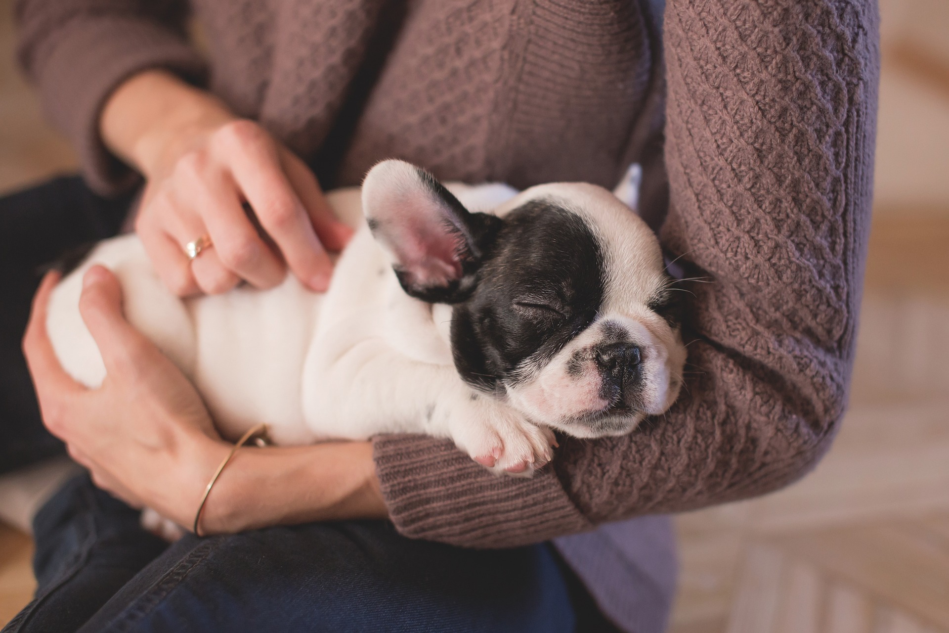 puppy training Sarasota