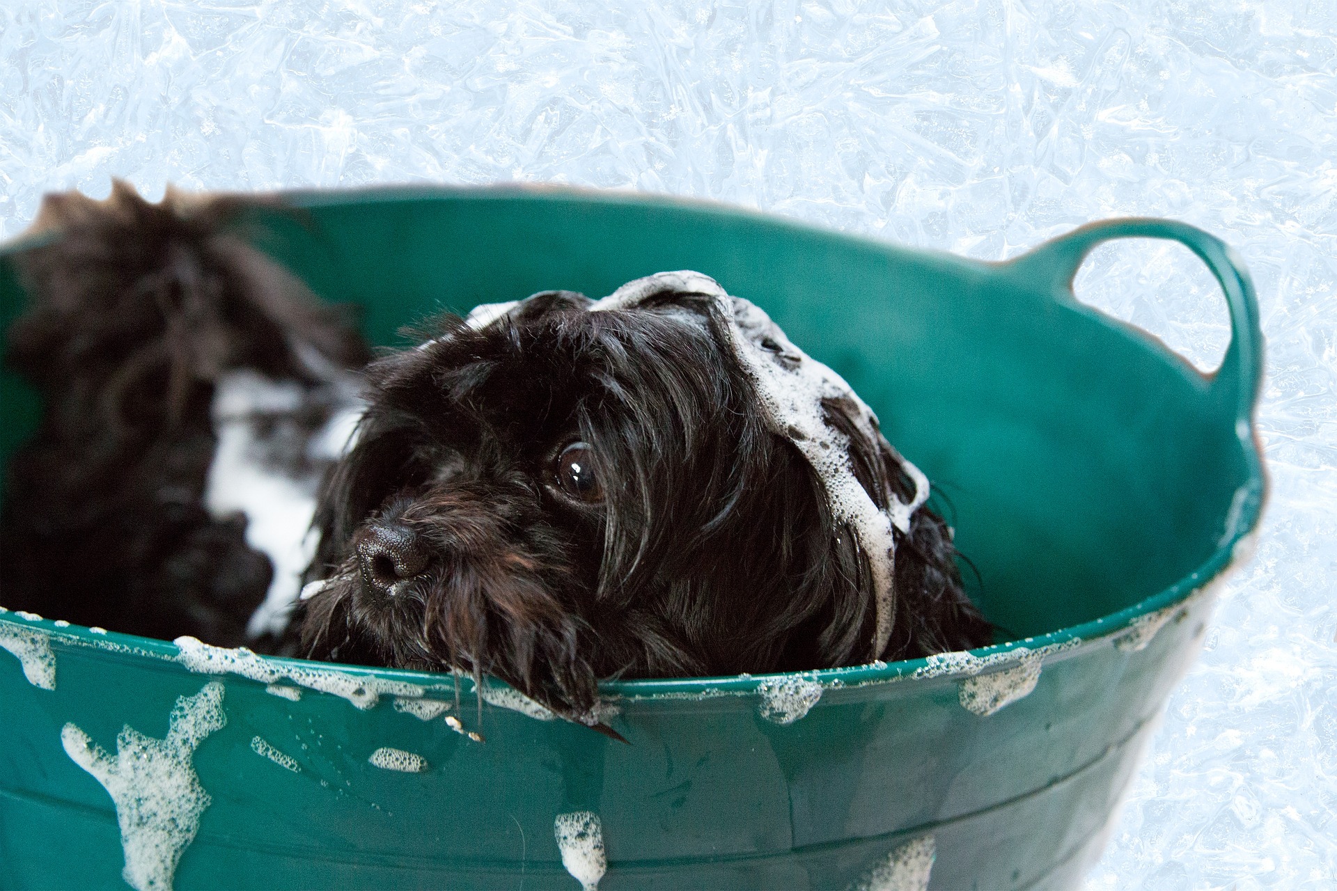 bath time canine training 