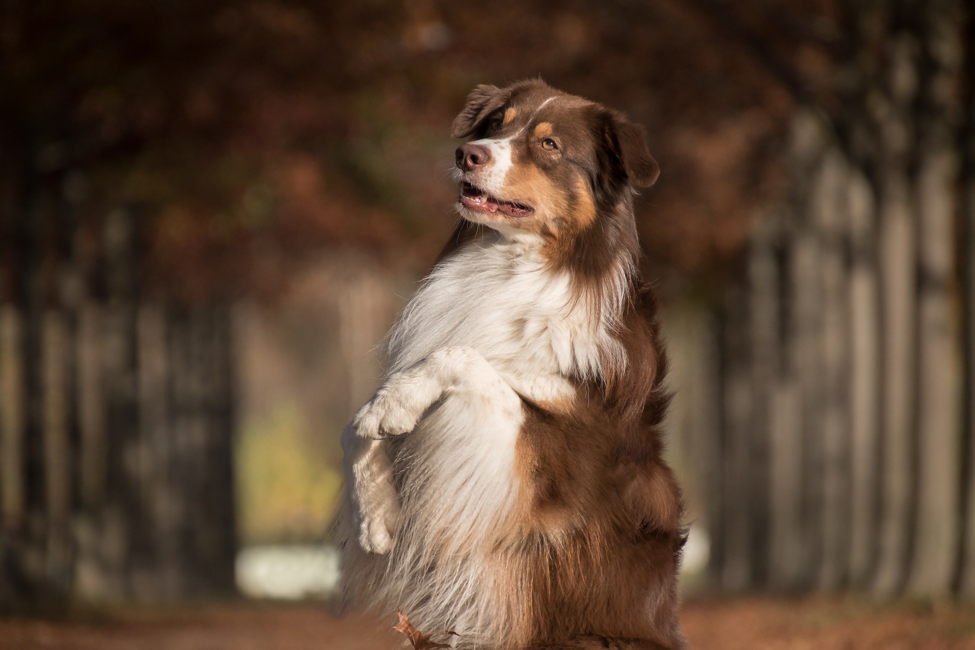 dog obedience school bradenton