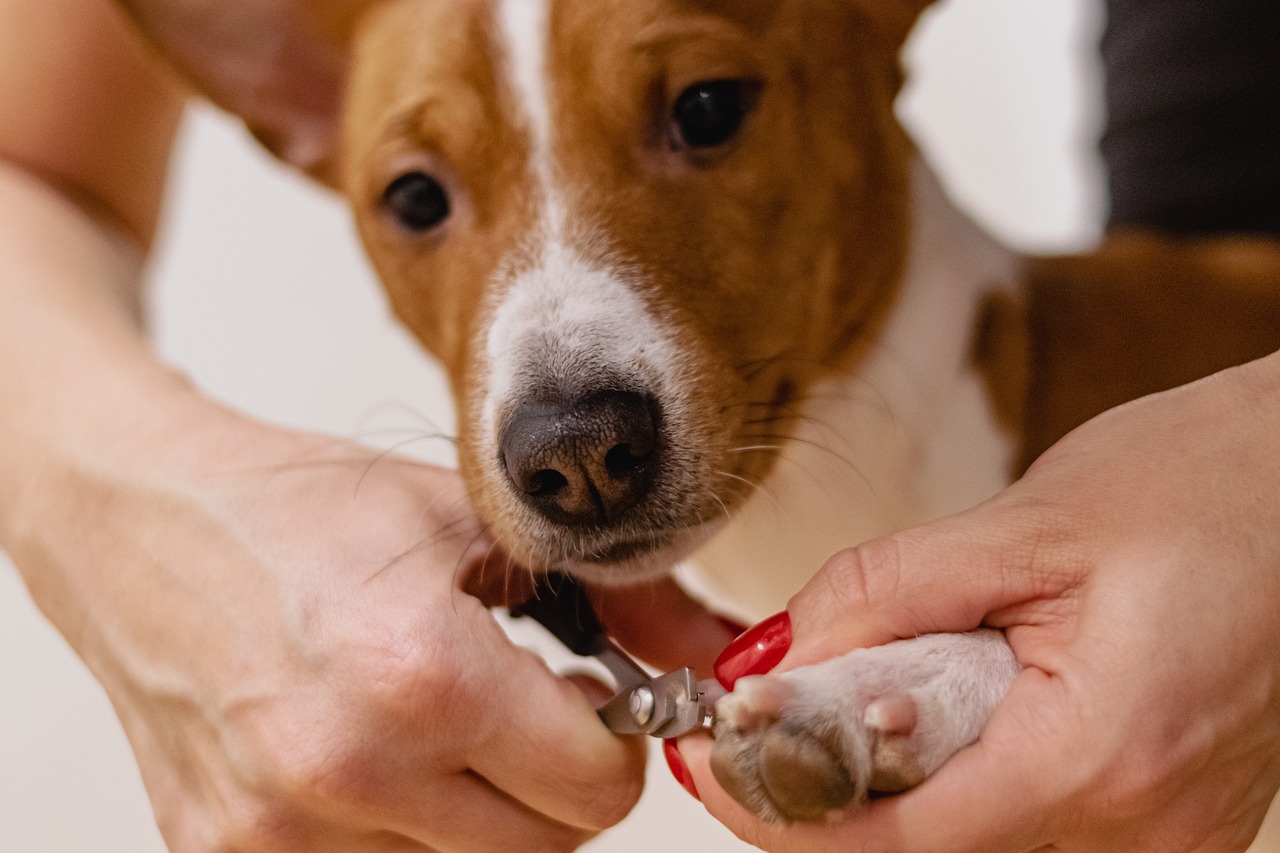 dog grooming and hygiene