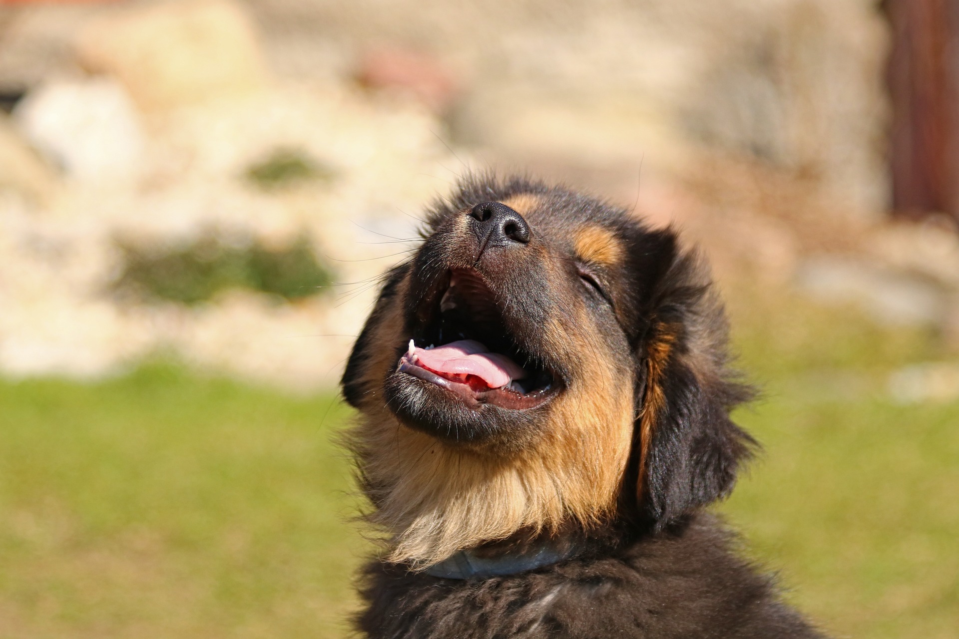 puppy behavioral training 