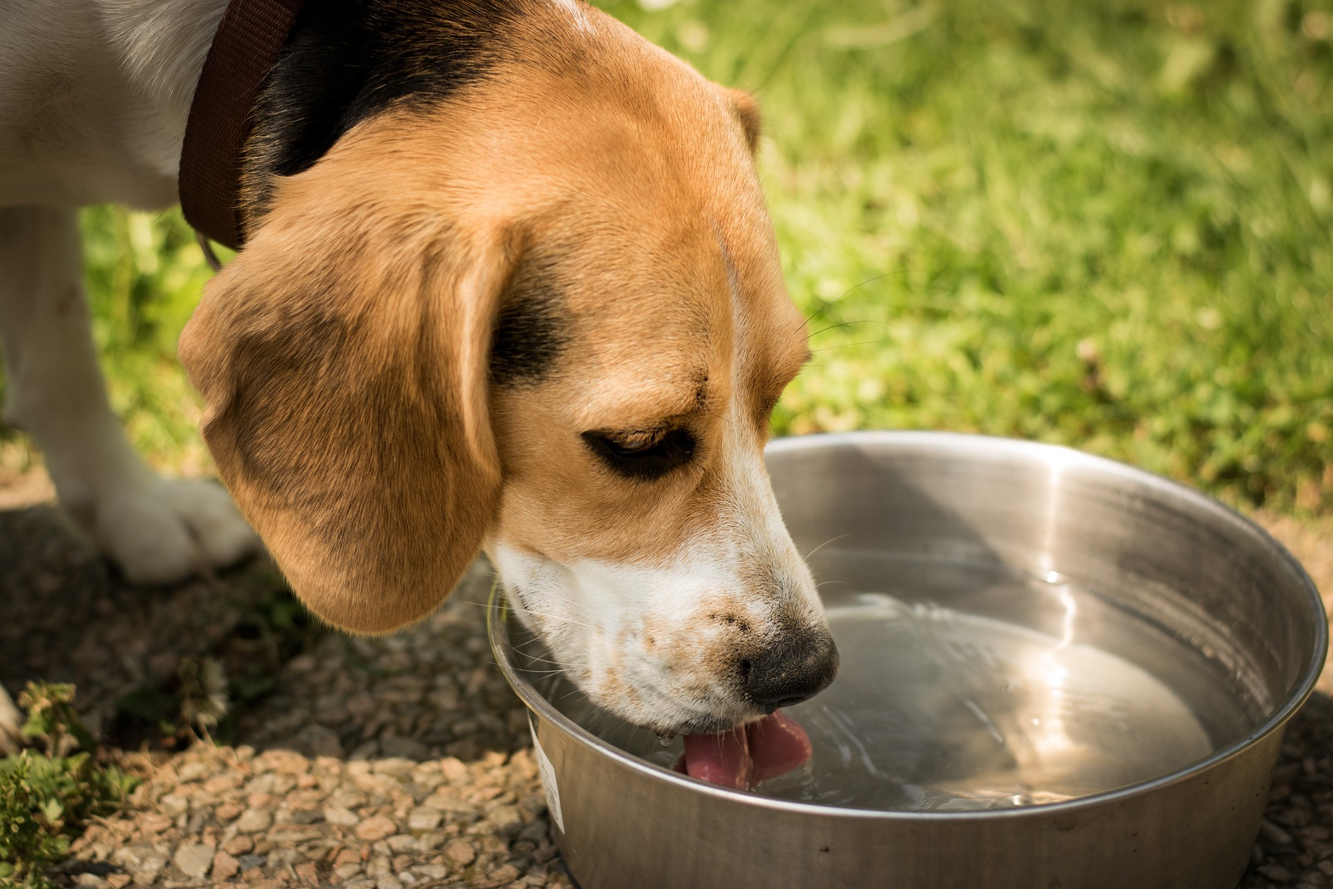 dog health and safety 