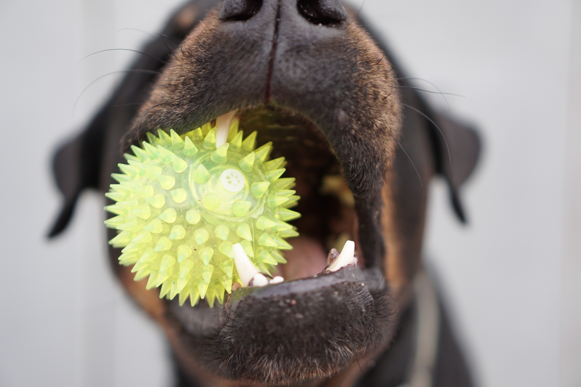 dog toys for training