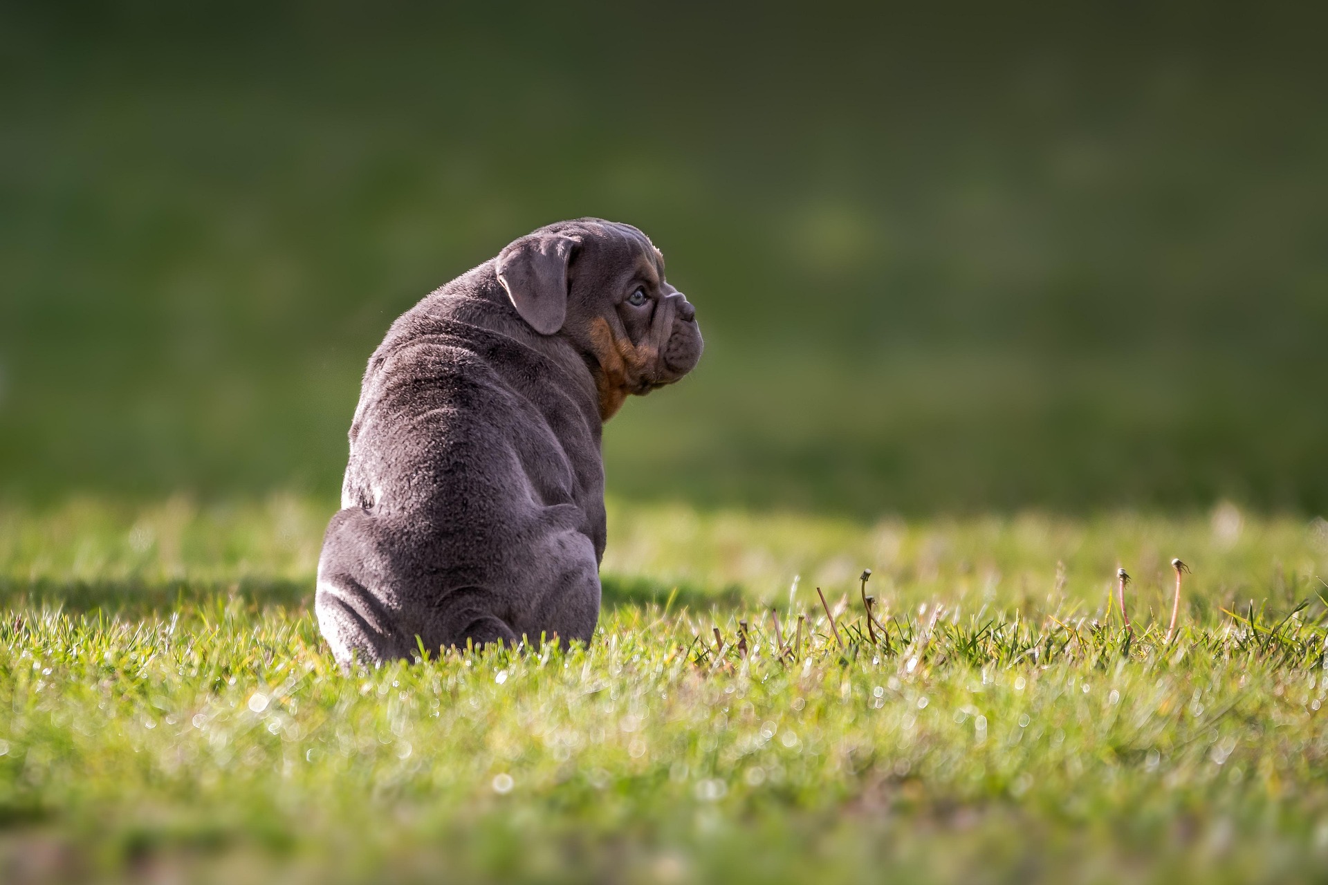 Socializing a Shy Puppy