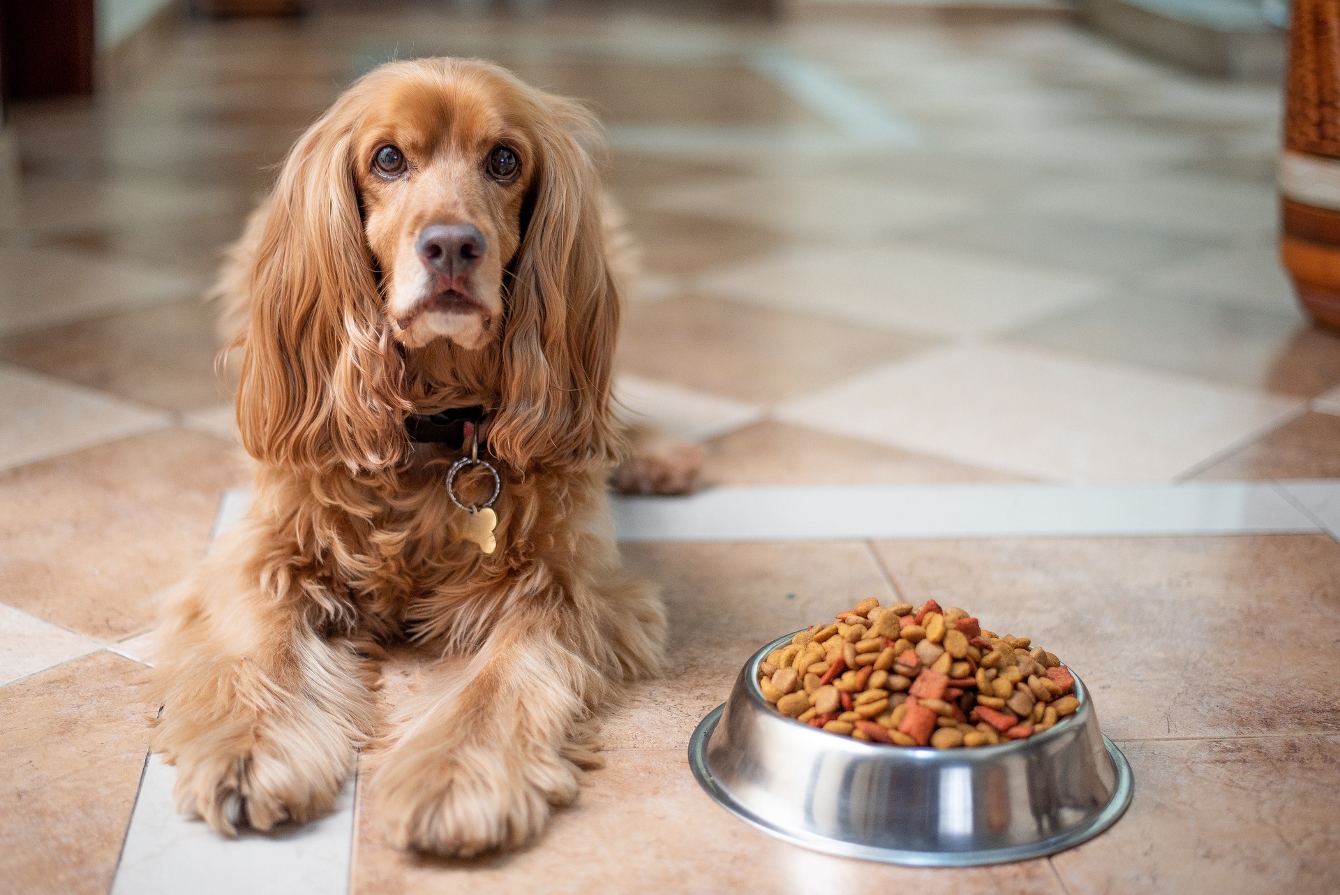 dog feeding schedules 