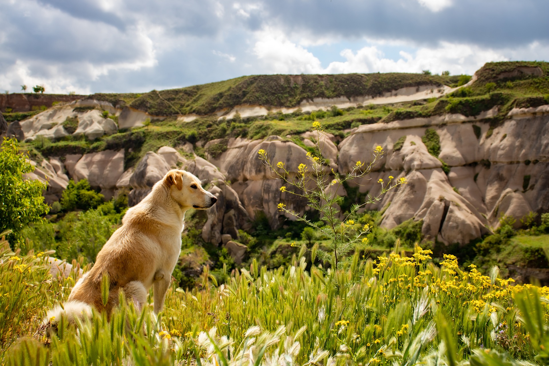 hiking with dogs