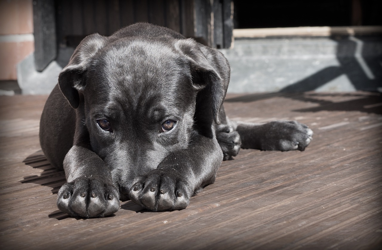 Sarasota area best dog trainer