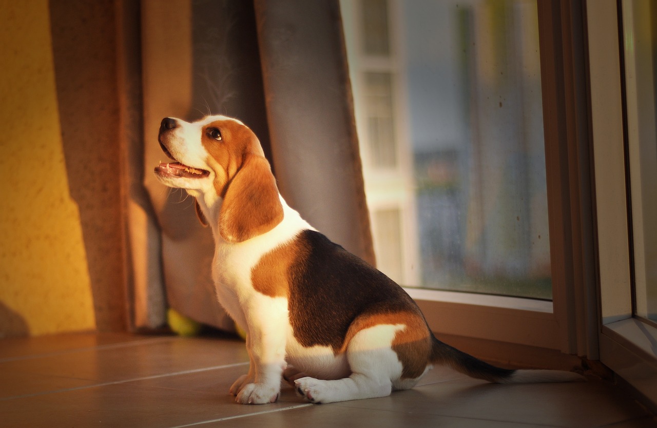dog training Sarasota
