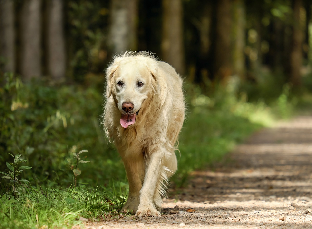 professional dog trainer near Sarasota