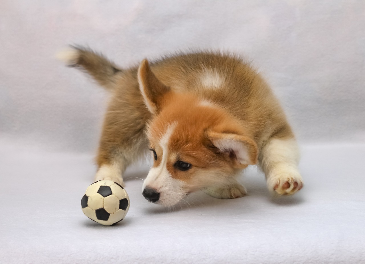 Mini Me Squeaky Breed Dog Toy: Corgi