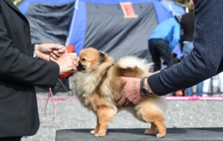 dog show training