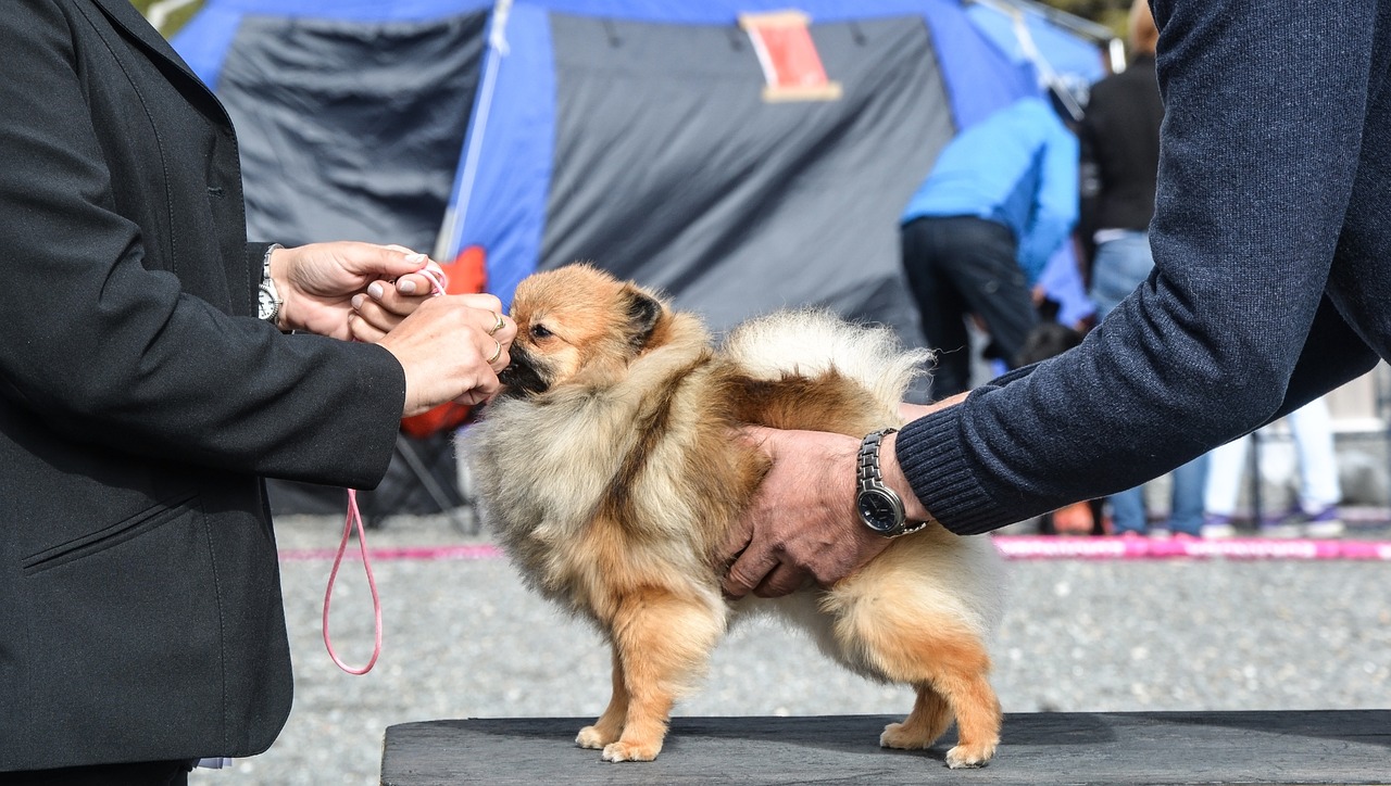 dog show training 