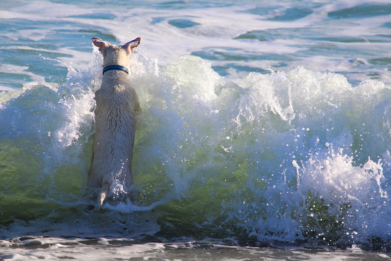 Saltwater Swimming with Your Dog