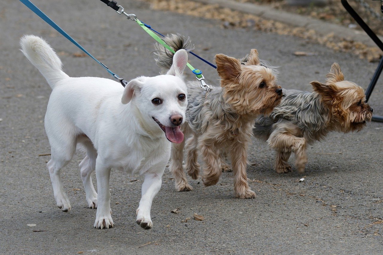 dog behavioral trainers 