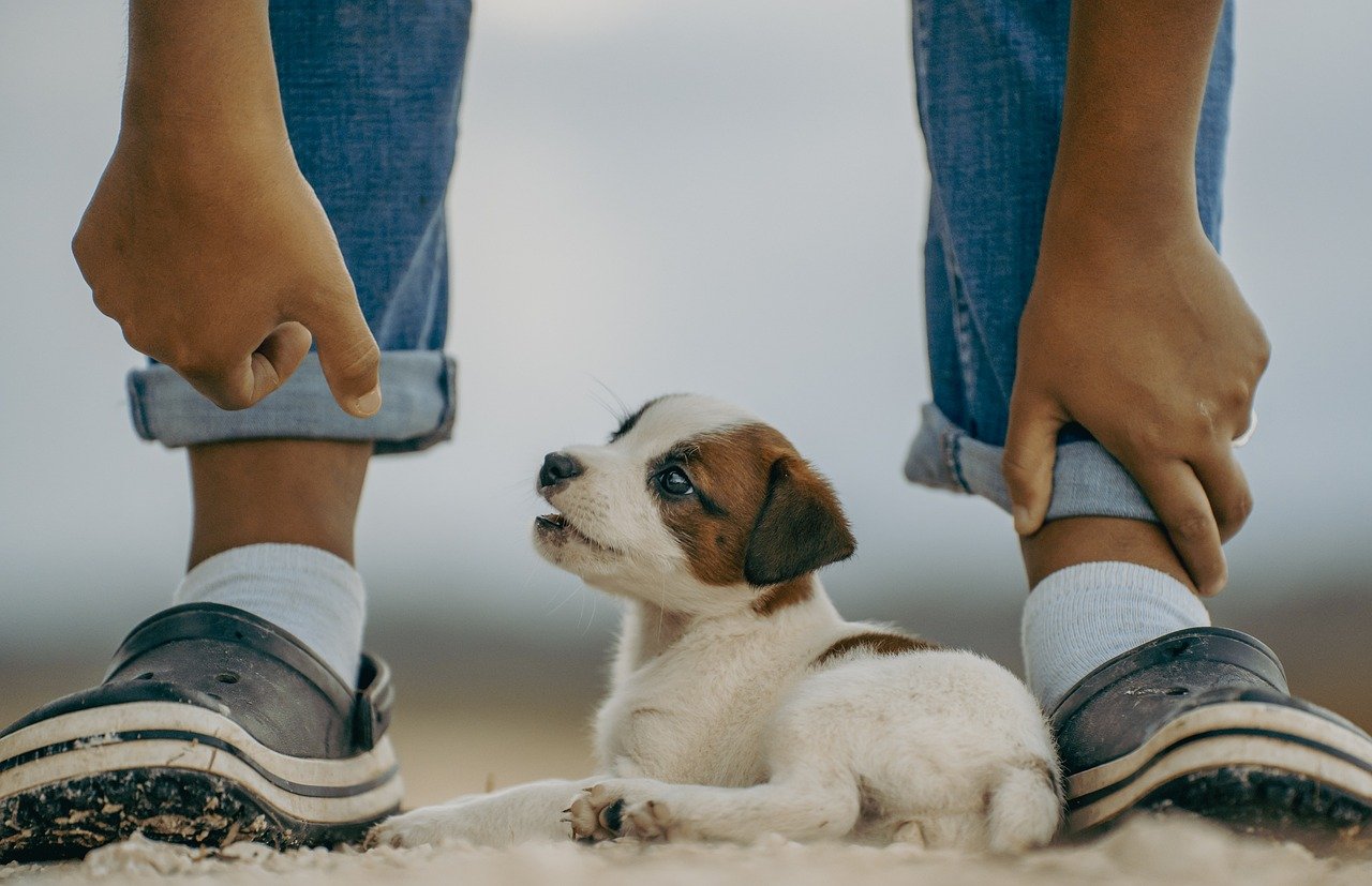 puppy training near me 