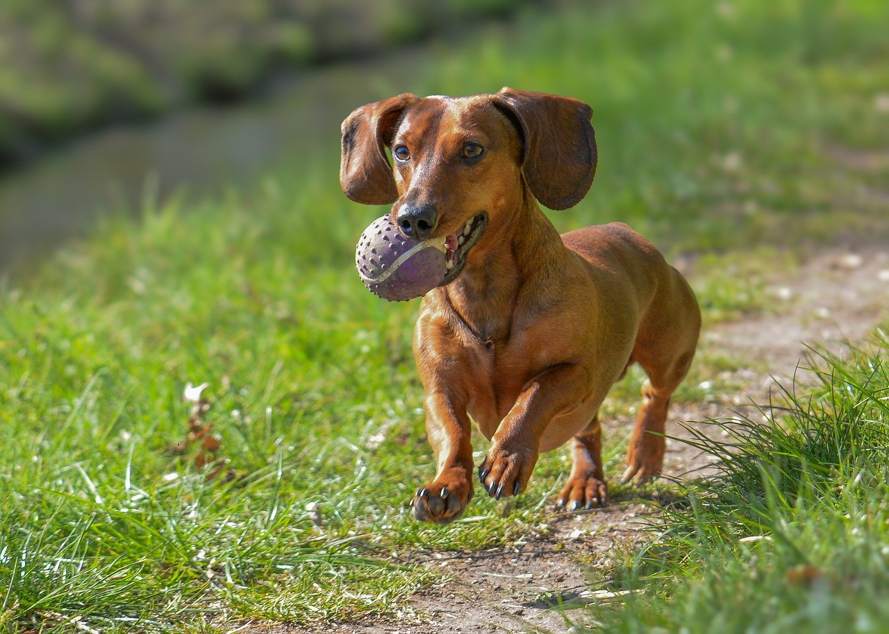 dog behaviors explained