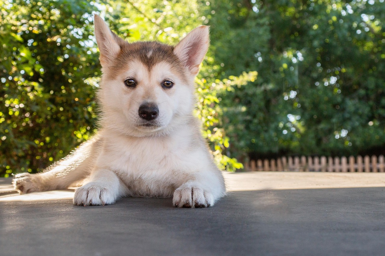 puppy training in Bradenton