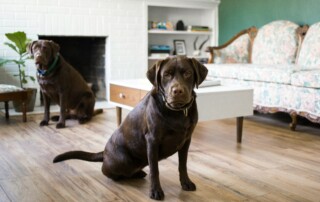 dog training classes