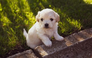 new puppy training near me