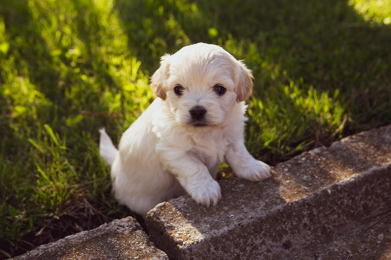 new puppy training near me