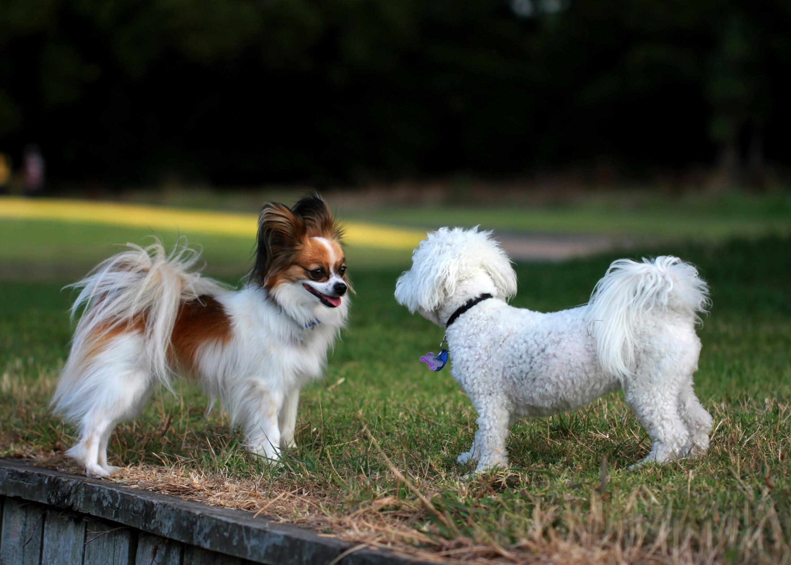 dog park training near me