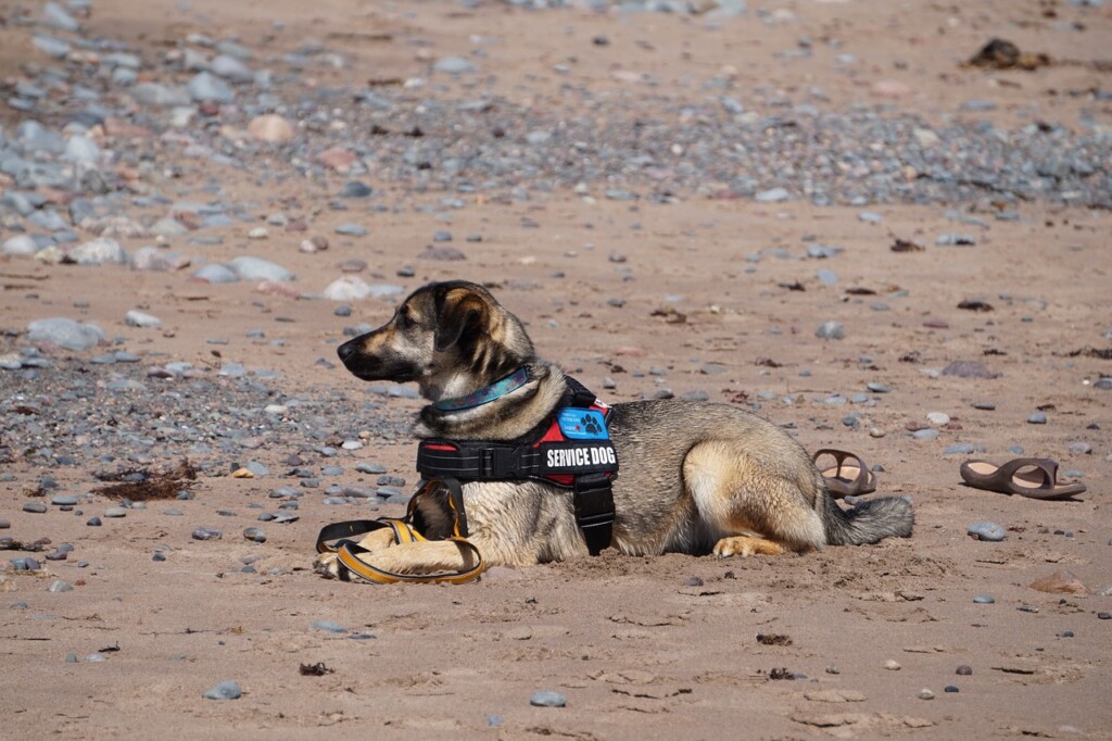 dog trainers near me
