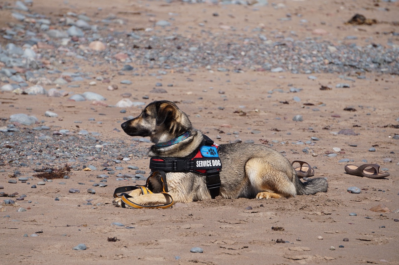 dog trainers near me
