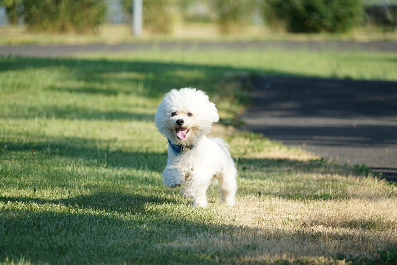 dog park etiquette