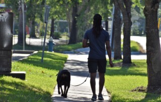 dog walks and training