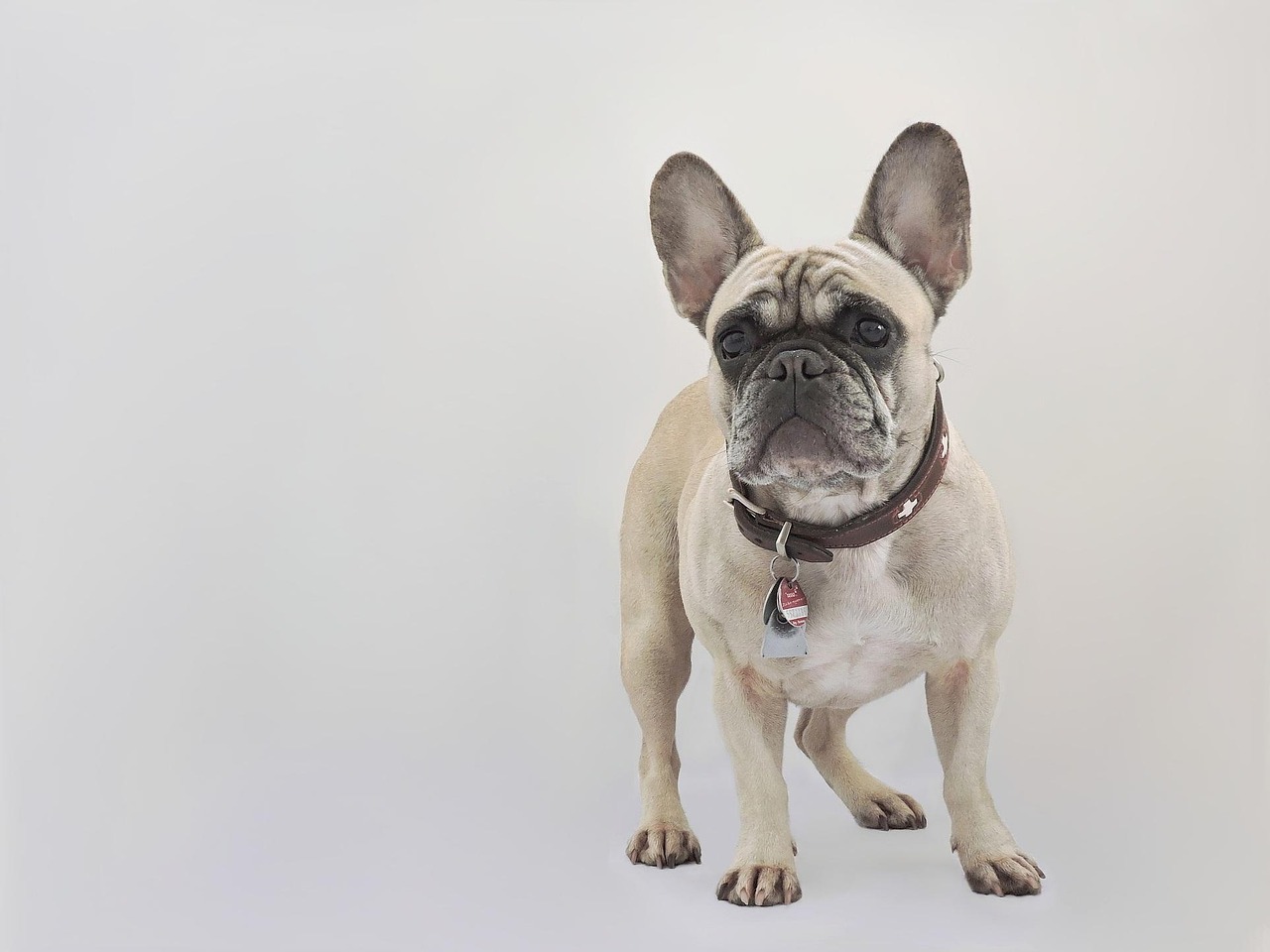 best dog breeds for apartment living 