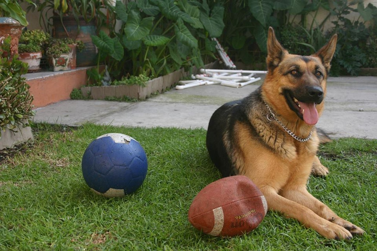 best dog trainer in manatee county 