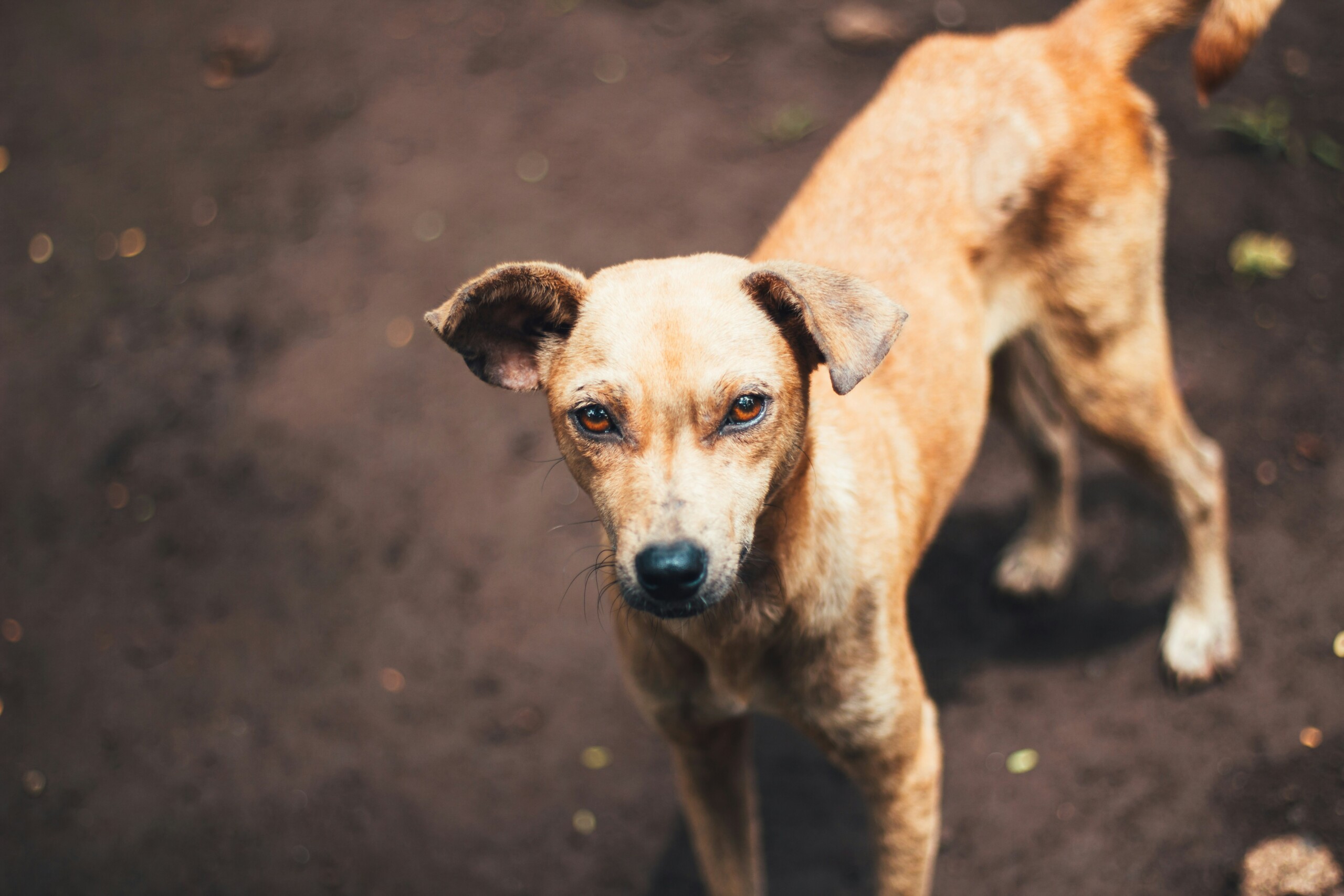 dog trainers for aggressive dogs
