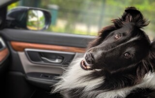 dog trainers in Manatee County