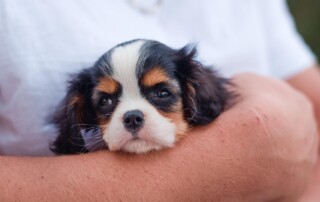 puppy training near me