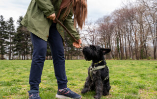 dog trainer sarasota