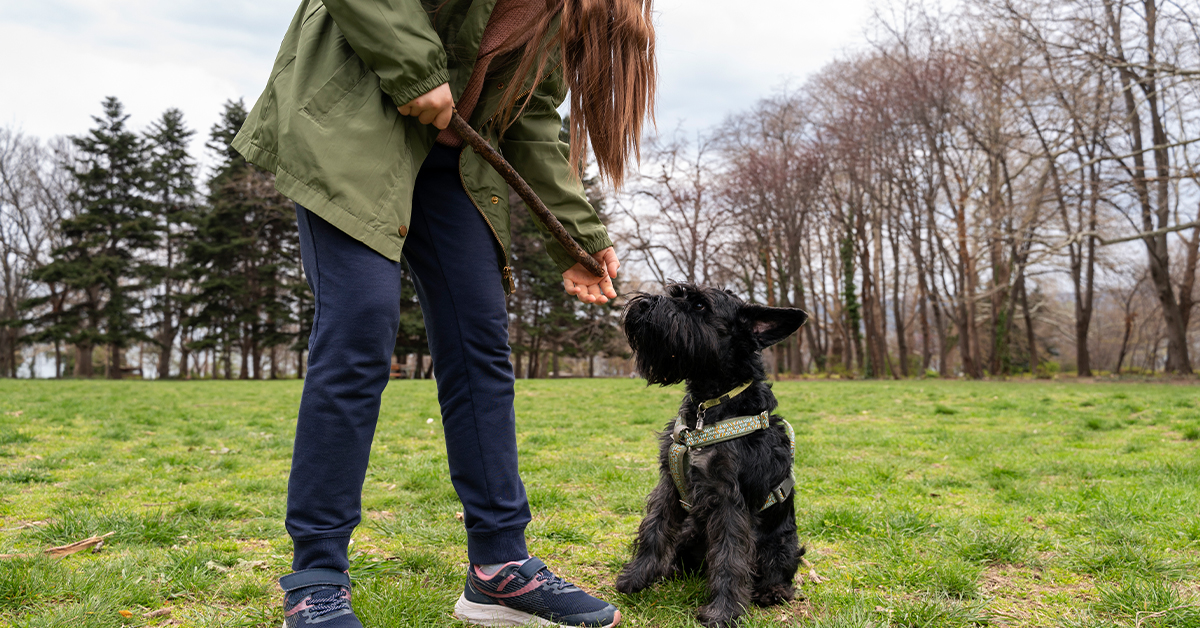 dog trainer sarasota