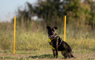 dog trainer sarasota