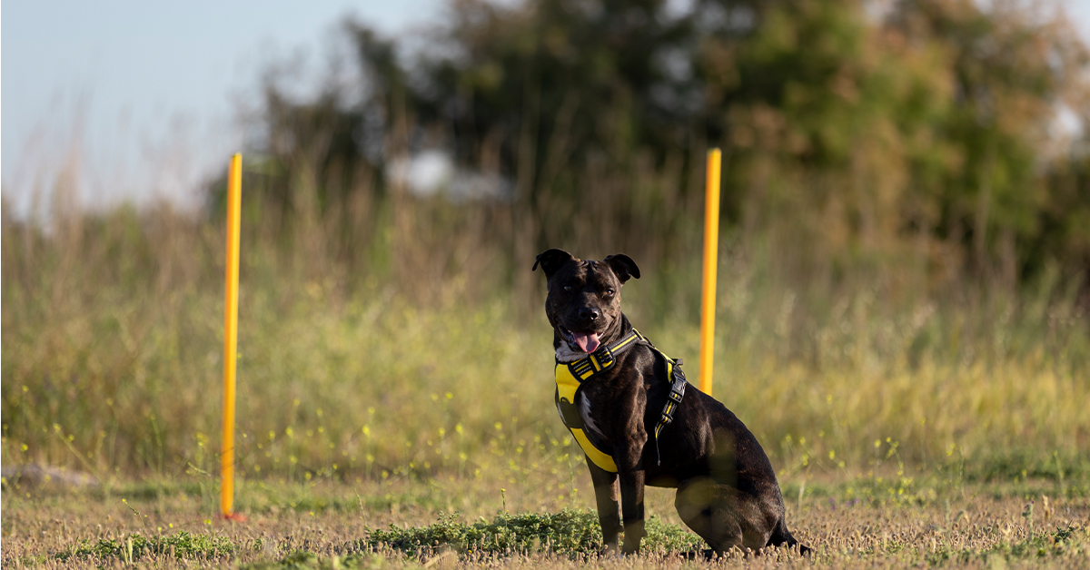 dog trainer sarasota