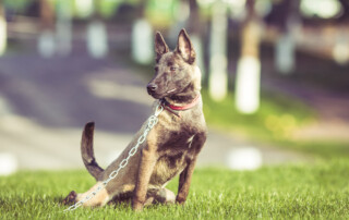 top local dog trainer