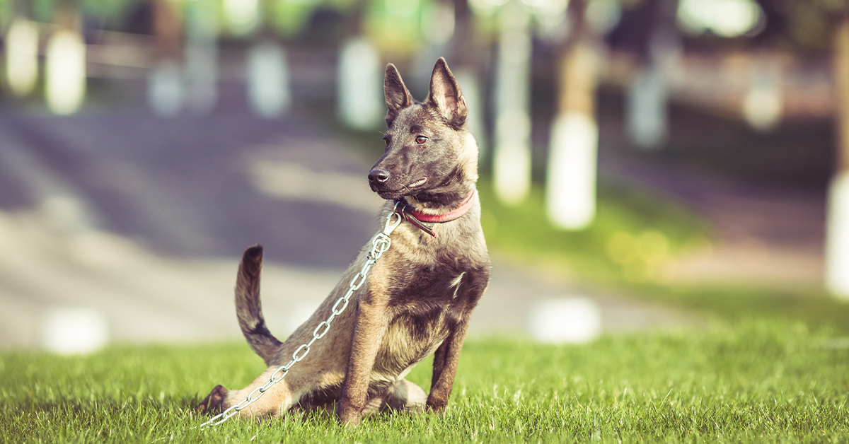 top local dog trainer