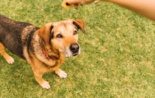 top local dog trainer