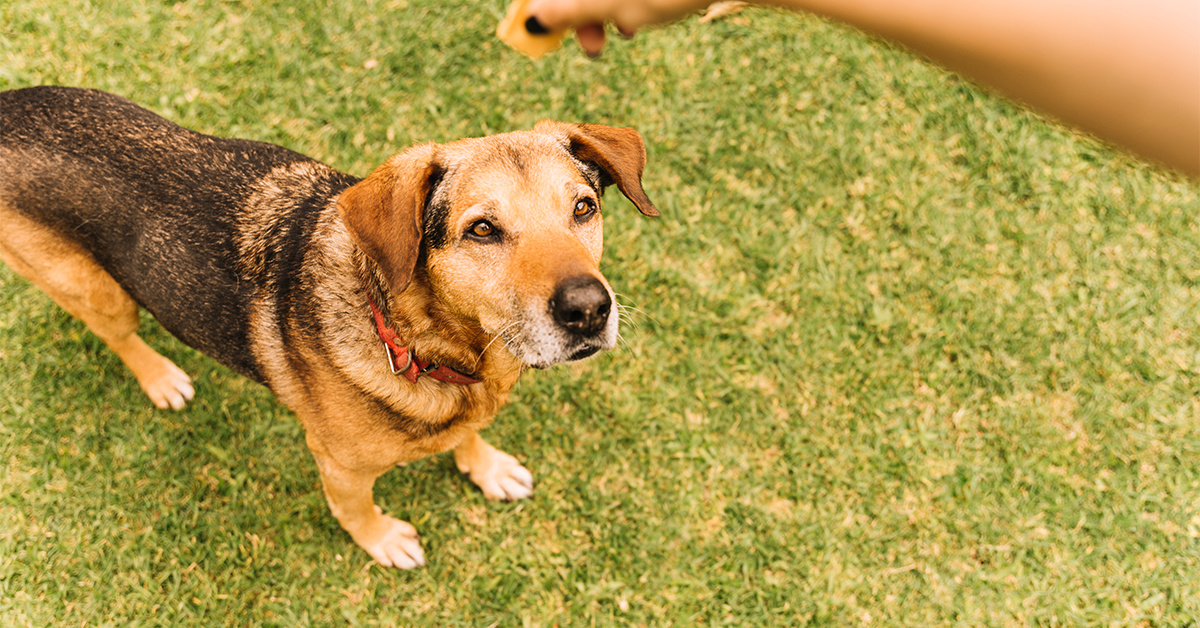 top local dog trainer