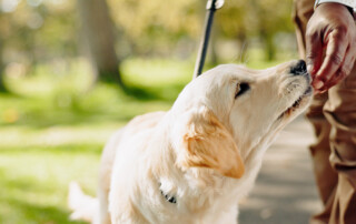 top local dog trainer